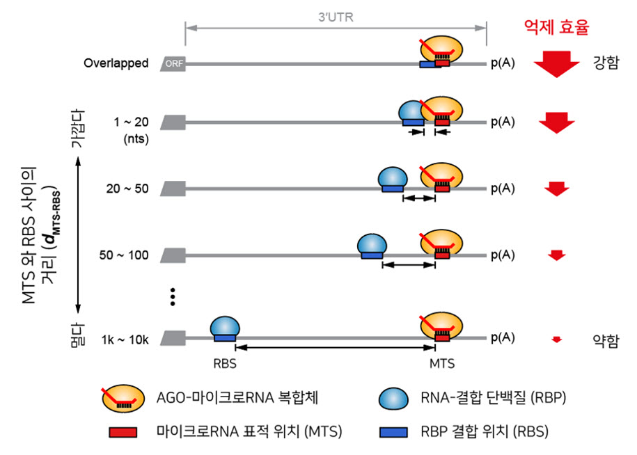 그림 1. MTS 와 RBS 사이의 거리에 따른 유전자 발현 억제 효율