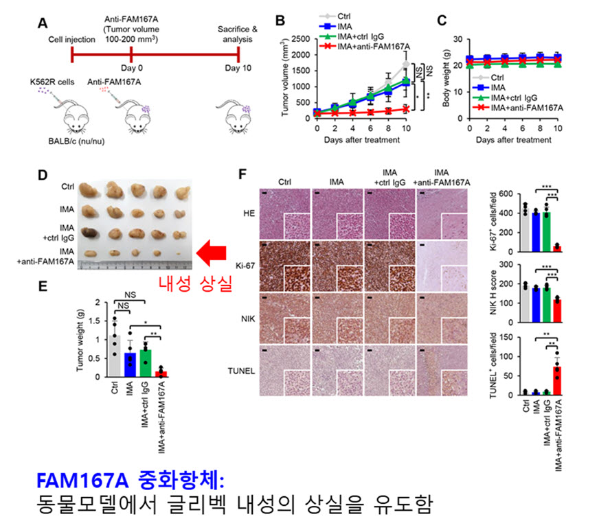 FAM167A 중화항체: 동물무델에서 글리벡 내성의 상실을 유도함