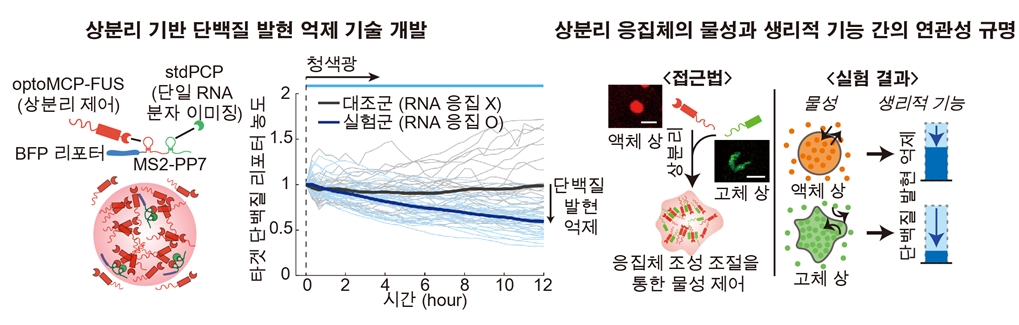 그림. 광유전학 기술을 통해 타겟 RNA를 응집체 내로 포집시켜 단백질 발현을 억제하는 기술 개발 (좌) 및 응집체의 물성과 생리적 기능 사이의 상관관계를 직접적으로 규명 (우)