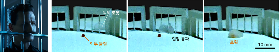 ▲ 자료 1. (왼쪽부터) 영화 ‘터미네이터 2’의 액체 로봇이 철창을 통과하는 장면, 연구팀이 개발한 액체 로봇이 철창 구조를 통과하여 외부 물질을 포획하는 모습