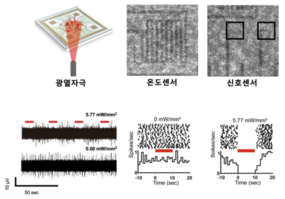 (상단) 근적외선 빛과 플라즈모닉 현상을 이용한 광열 신경 자극 모식도 및 이의 정밀 분석을 위해 사용한 투명 온도 센서 및 투명 신호 측정 전극 센서와 배양된 뇌신경 세포 네트워크. (하단) 광열 신경 억제 자극의 구현 예시. 5.77 mW/mm<sup>2</sup>의 근적외선 빛 조사 시 95% 이상의 신경 신호 활동 억제 현상을 관찰하였으며, 이 조건 시 평균 2.34 도의 온도 상승을 보임을 투명 온도 센서로 측정하였음.