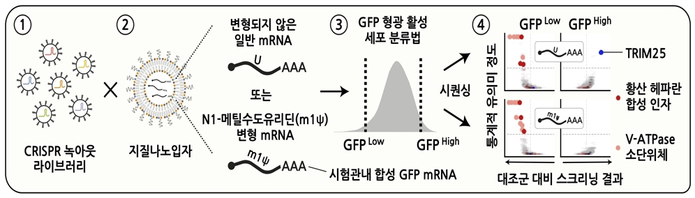 [그림1] mRNA 백신의 세포 조절 경로를 탐구하기 위한 크리스퍼 녹아웃 스크리닝 전략