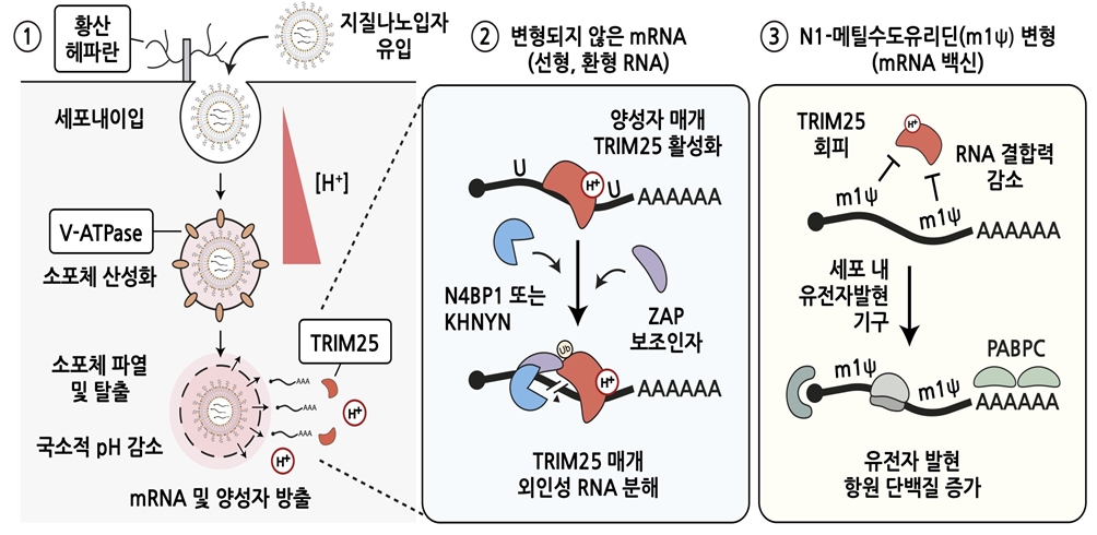 [그림2] mRNA 백신의 주요 세포 조절 경로와 N1-메틸수도유리딘 변형 염기 효과의 분자 기전