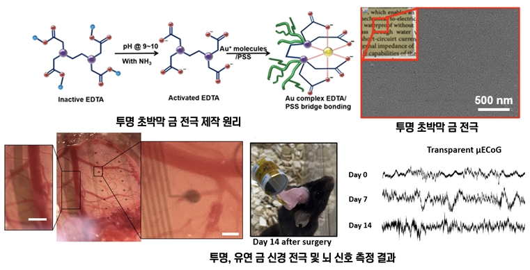 (상단, 좌) 초박막 투명 금 제작 원리, (상단, 우) 투명 금 전극, (하단) 투명, 유연 금 전극의 뇌 이식 및 14일간 뇌피질 전도 신호 측정 결과